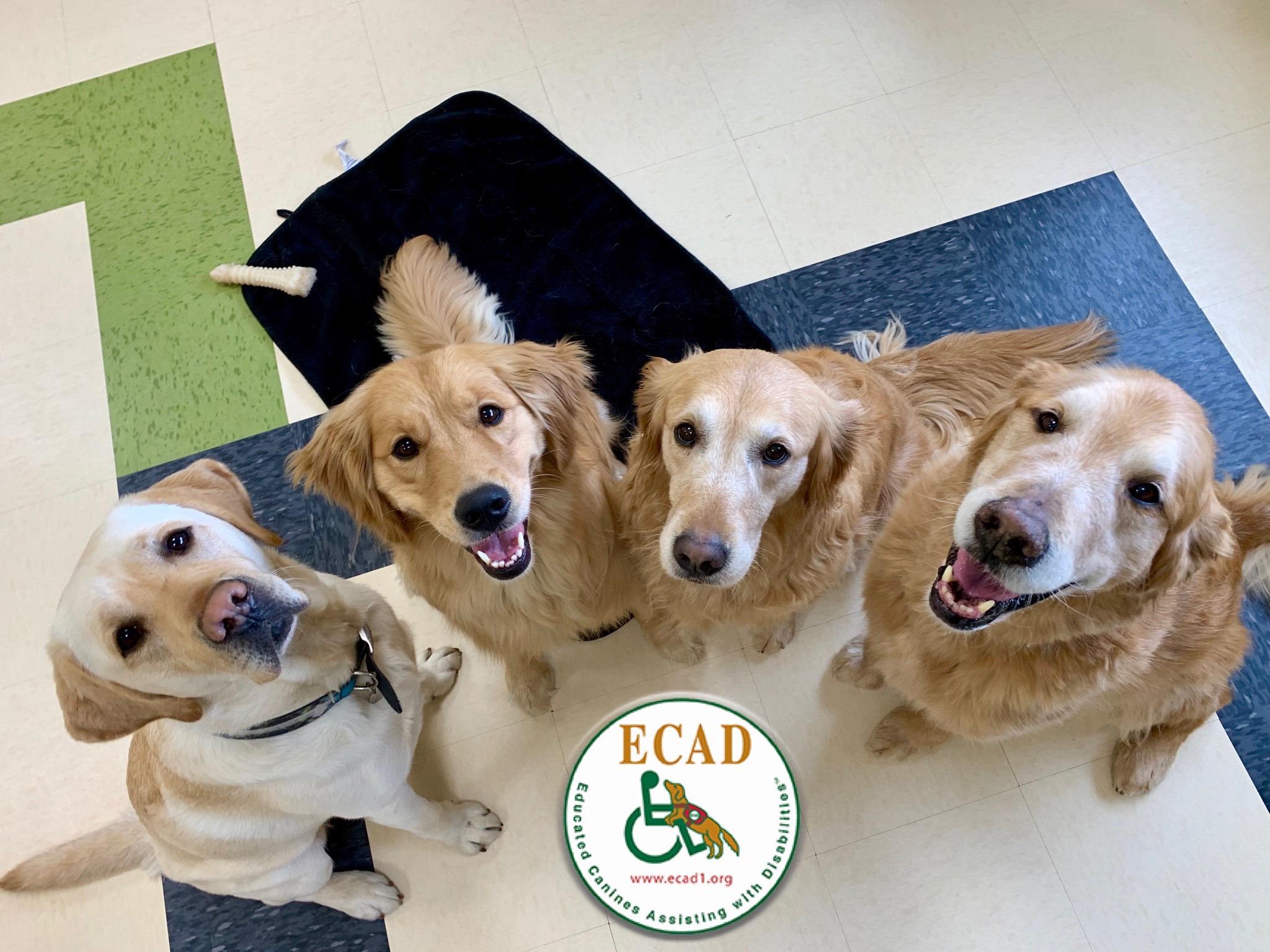 Are Service Dogs Allowed In Pools