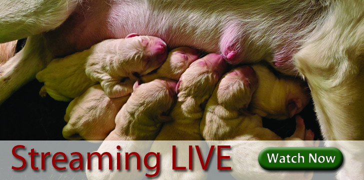Live Streaming Puppy Cam