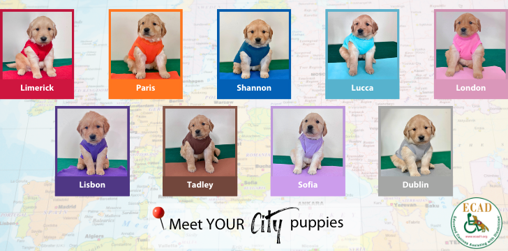 Meet your city pups 2.0 europe website 2