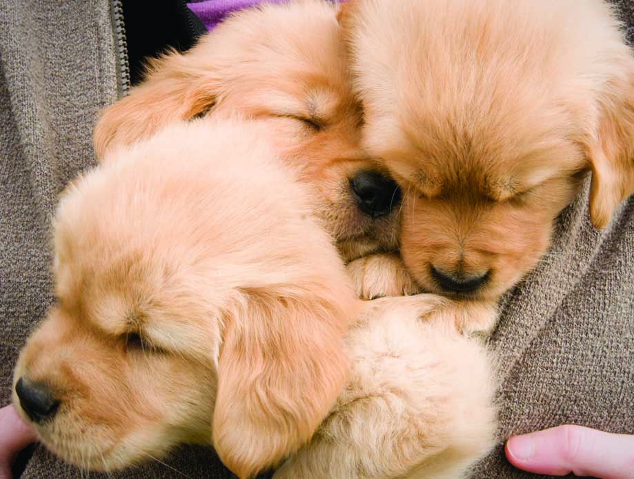 Puppy Cuddles
