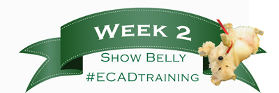 national service dog month Week2 ShowBelly