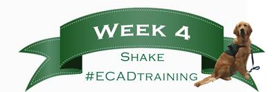 national service dog month Week4 shake
