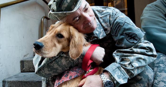 service dogs for vets